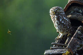 Little Owl