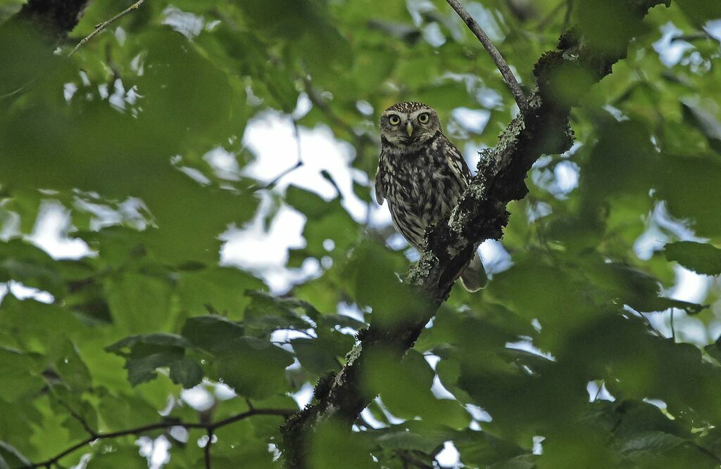 Little Owladult breeding