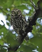 Little Owl