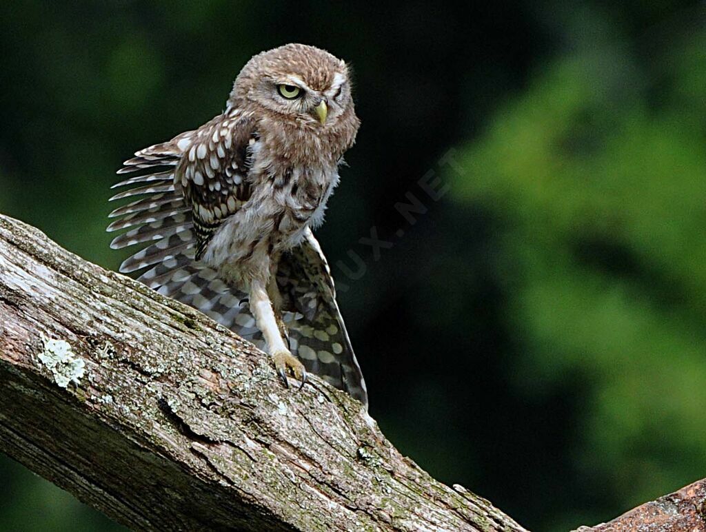 Little Owl