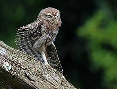 Little Owl