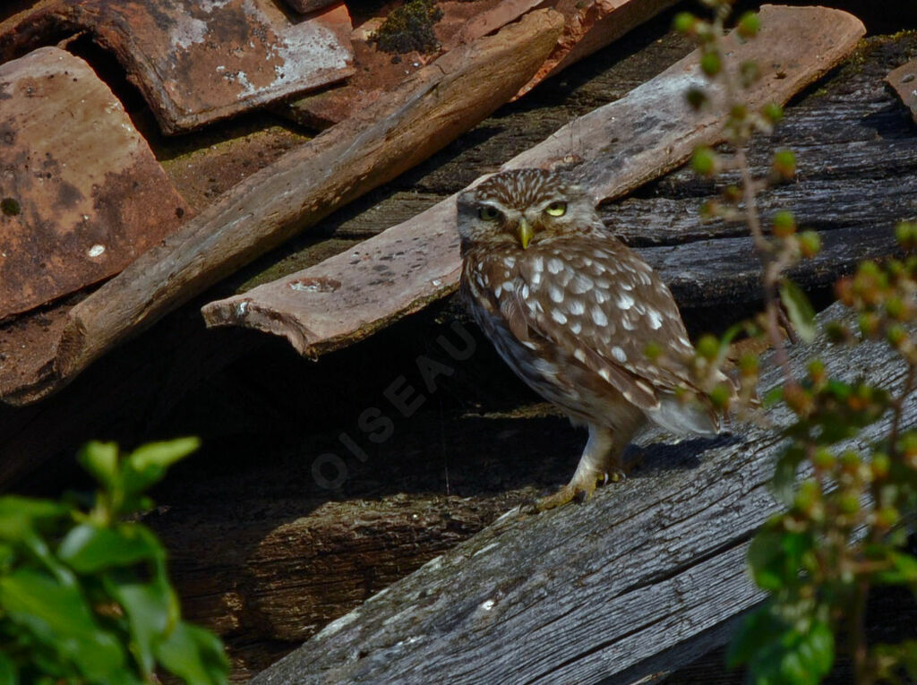 Little Owl