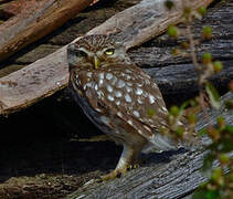 Little Owl