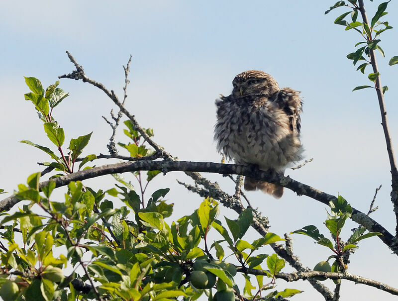 Little Owl male adult