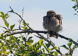 Little Owl