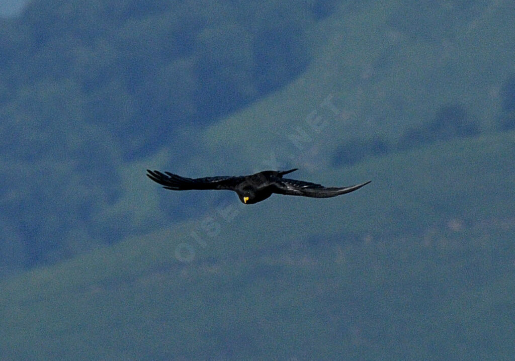 Alpine Chough