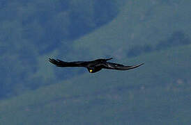 Alpine Chough