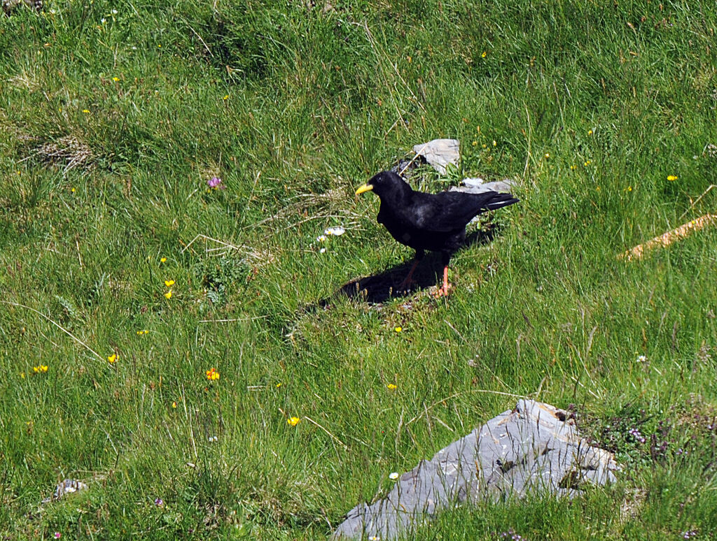 Alpine Chough