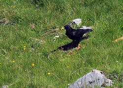 Alpine Chough