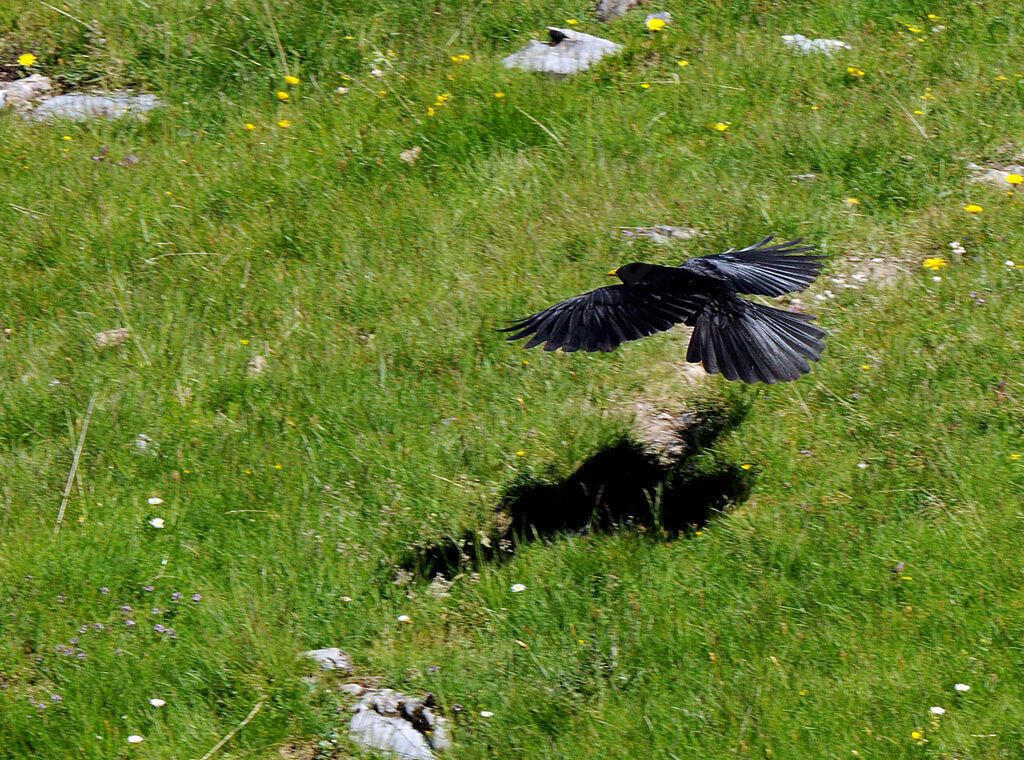 Alpine Chough