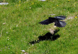 Alpine Chough