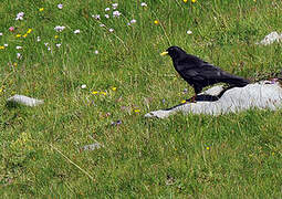 Alpine Chough