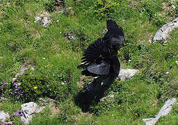 Alpine Chough