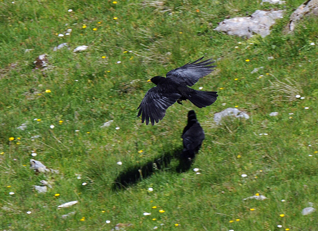 Alpine Chough