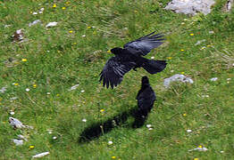 Alpine Chough