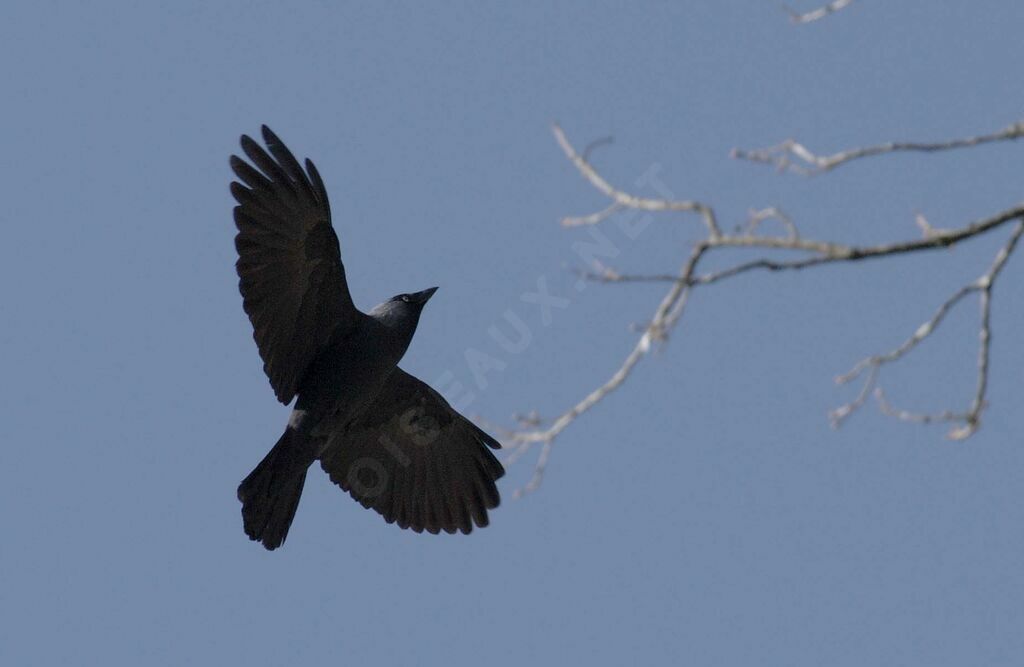 Western Jackdaw