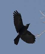 Western Jackdaw