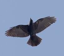 Western Jackdaw