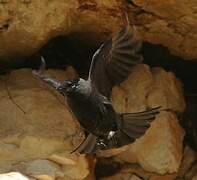 Western Jackdaw