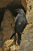 Western Jackdaw