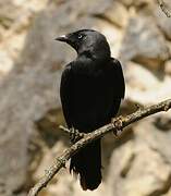 Western Jackdaw