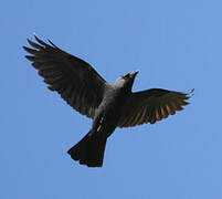 Western Jackdaw