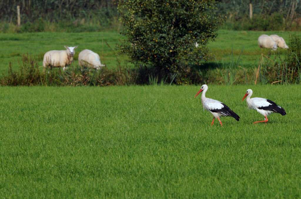 Cigogne blanche