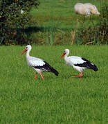 Cigogne blanche