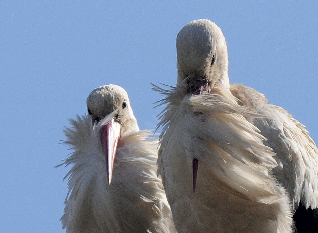 Cigogne blanche