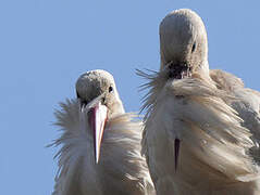 White Stork