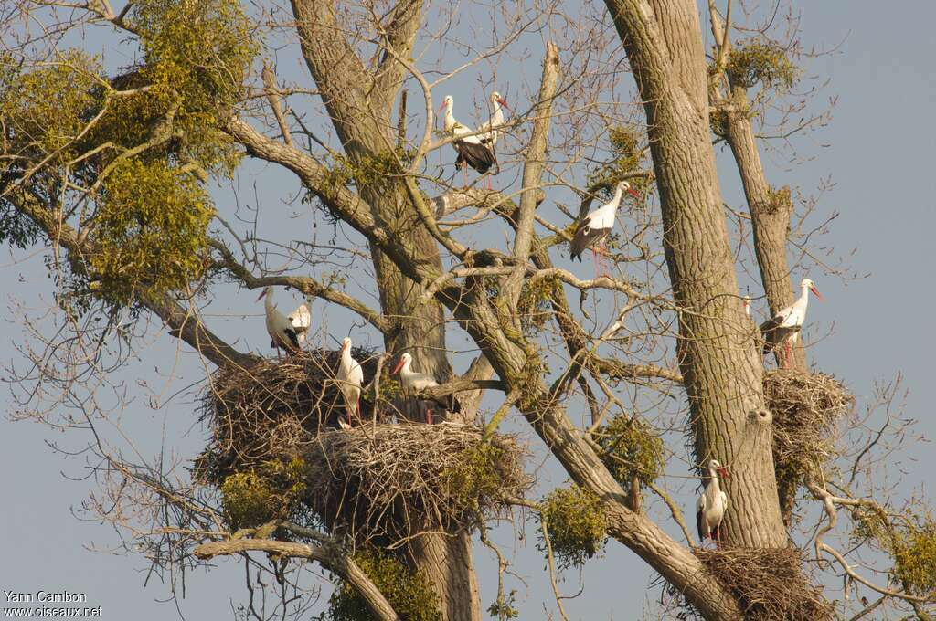 Cigogne blanche, Nidification, Comportement