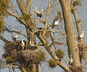 Cigogne blanche