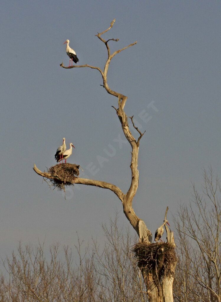 White Stork