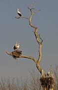 White Stork