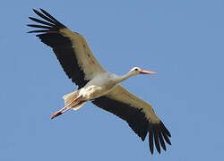 White Stork