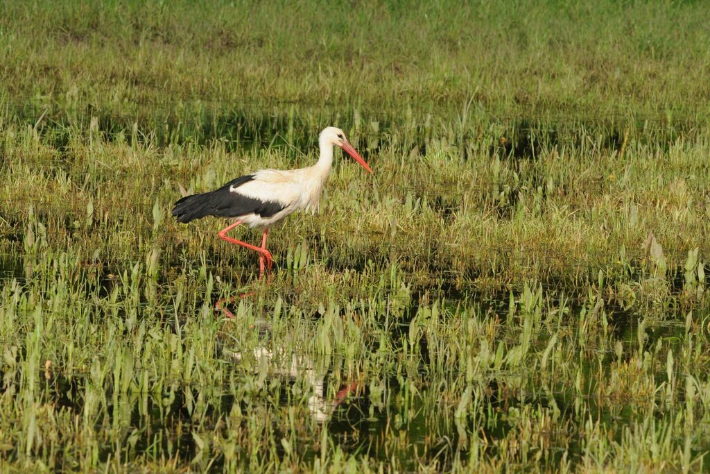 Cigogne blanche