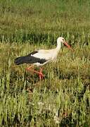 White Stork