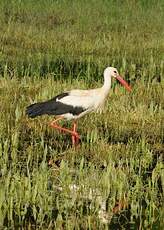 Cigogne blanche