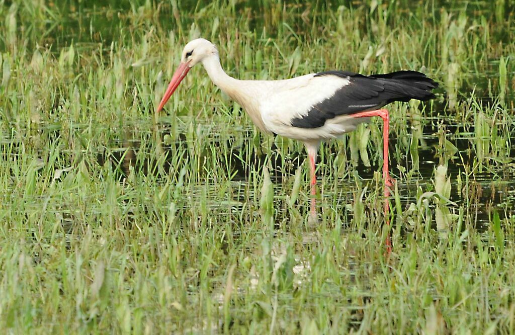 White Stork