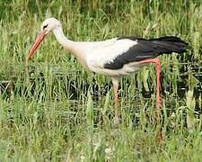 Cigogne blanche