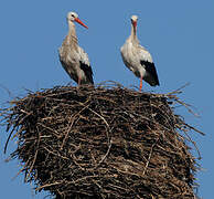 White Stork