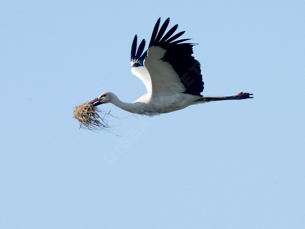 Cigogne blanche