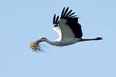 Cigogne blanche