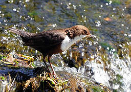 White-throated Dipper