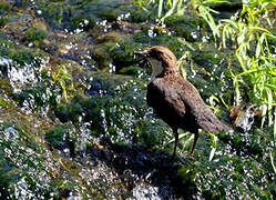 White-throated Dipper