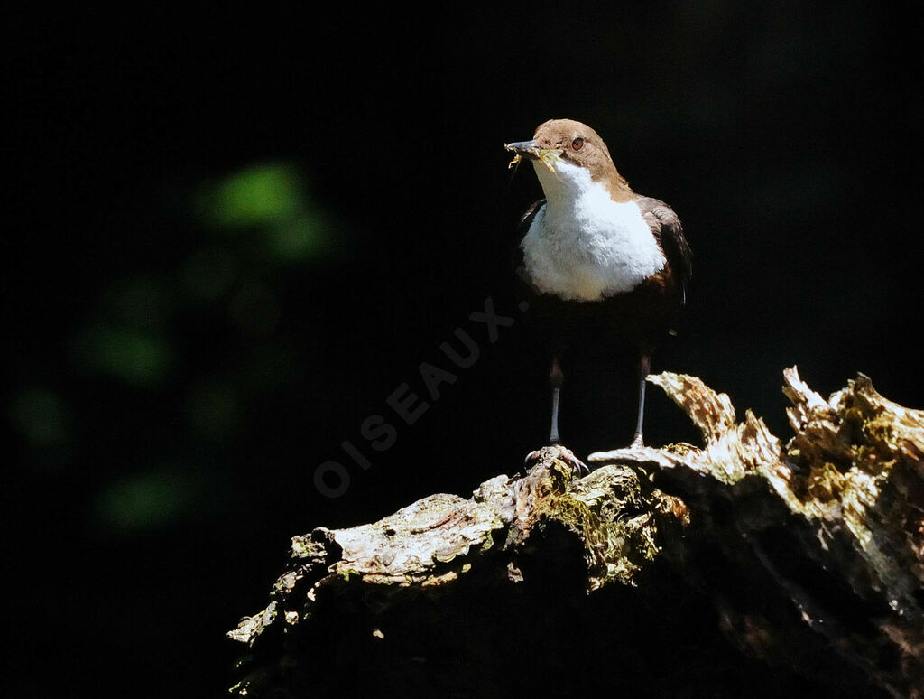 White-throated Dipperadult breeding