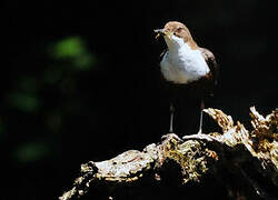 White-throated Dipper