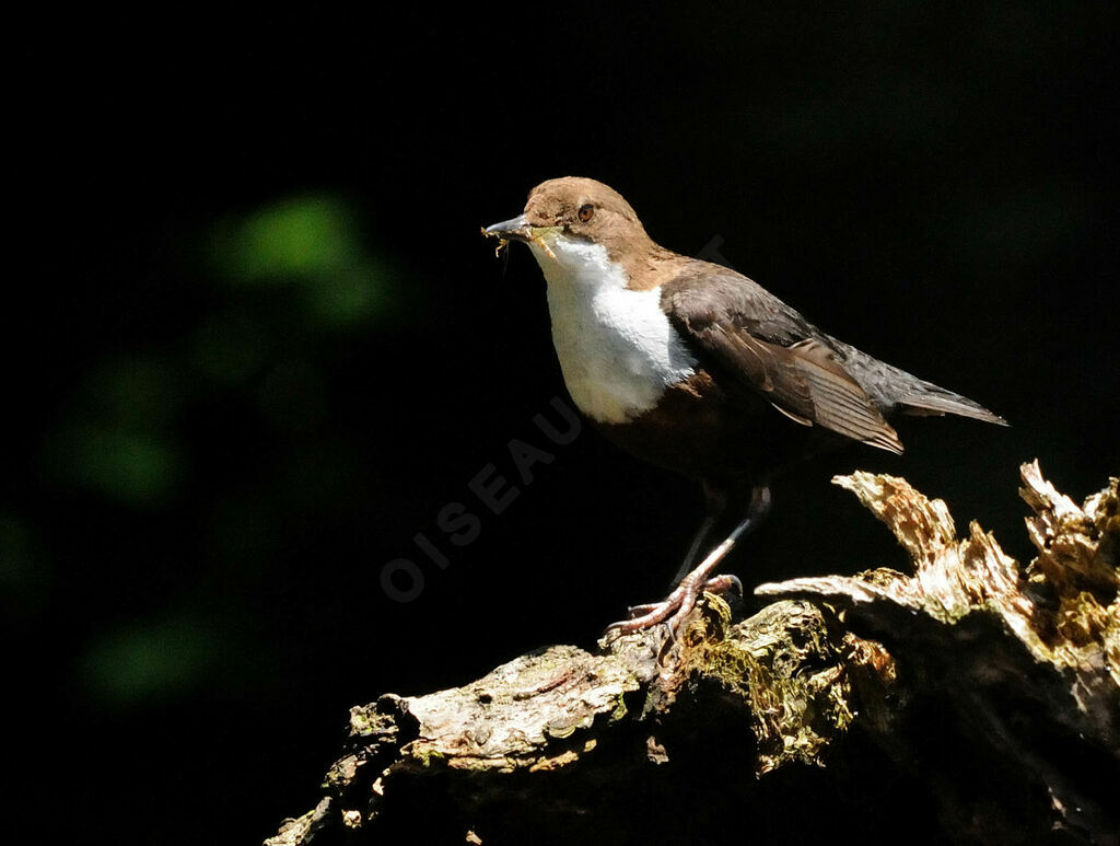 White-throated Dipperadult breeding