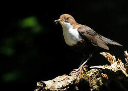 White-throated Dipper