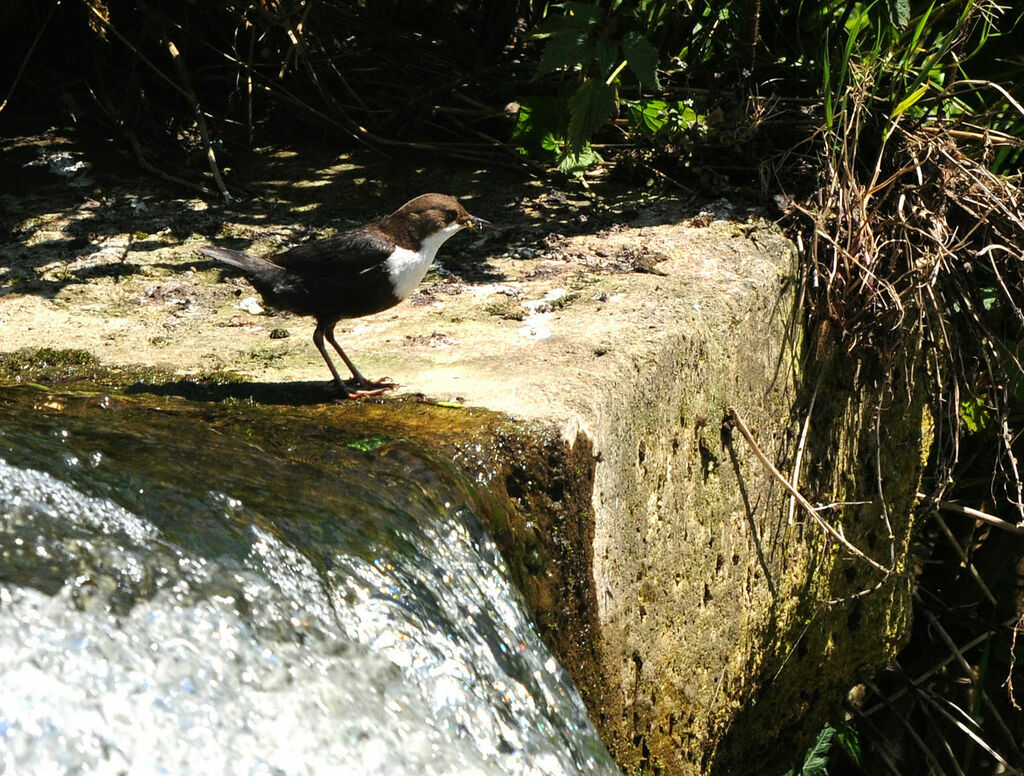 White-throated Dipperadult breeding